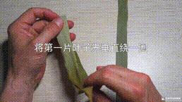 桑植金桥粽叶收购,桑植金桥粽叶加工,桑植金桥粽叶销售,桑植金桥粽叶 桑植金桥粽叶收购,桑植金桥粽叶加工,桑植金桥粽叶销售,桑植金桥粽叶