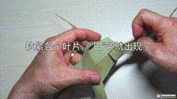 桑植金桥粽叶收购,桑植金桥粽叶加工,桑植金桥粽叶销售,桑植金桥粽叶 桑植金桥粽叶收购,桑植金桥粽叶加工,桑植金桥粽叶销售,桑植金桥粽叶