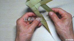 桑植金桥粽叶收购,桑植金桥粽叶加工,桑植金桥粽叶销售,桑植金桥粽叶 桑植金桥粽叶收购,桑植金桥粽叶加工,桑植金桥粽叶销售,桑植金桥粽叶